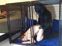 Gorilla and his Pet
